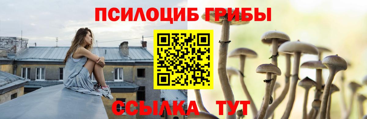 Псилоцибиновые грибы Psilocybine cubensis Дагестанские Огни